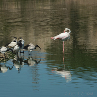 Flamingo at Langebaan Country Estate