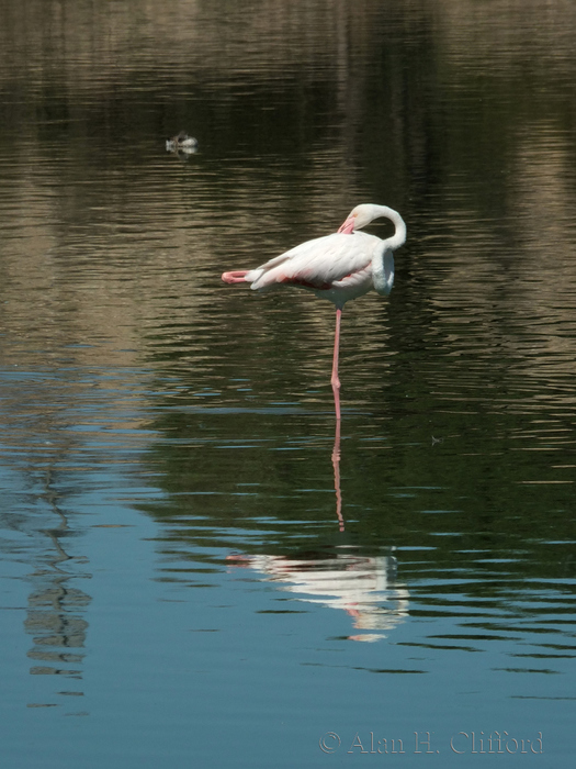 Flamingo at Langebaan Country Estate