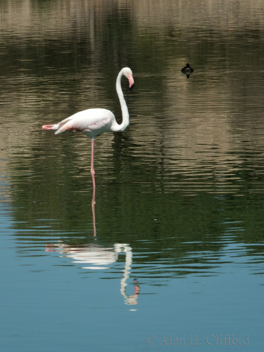 Flamingo at Langebaan Country Estate