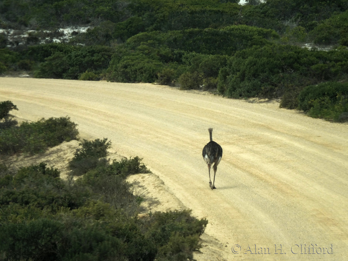 Ostrich in the road