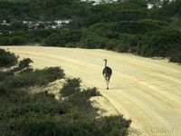 Ostrich in the road