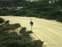 Ostrich in the road