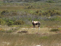 Bontebok