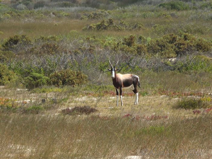 Bontebok