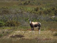 Bontebok