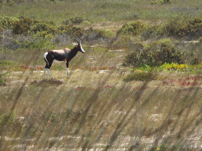 Bontebok