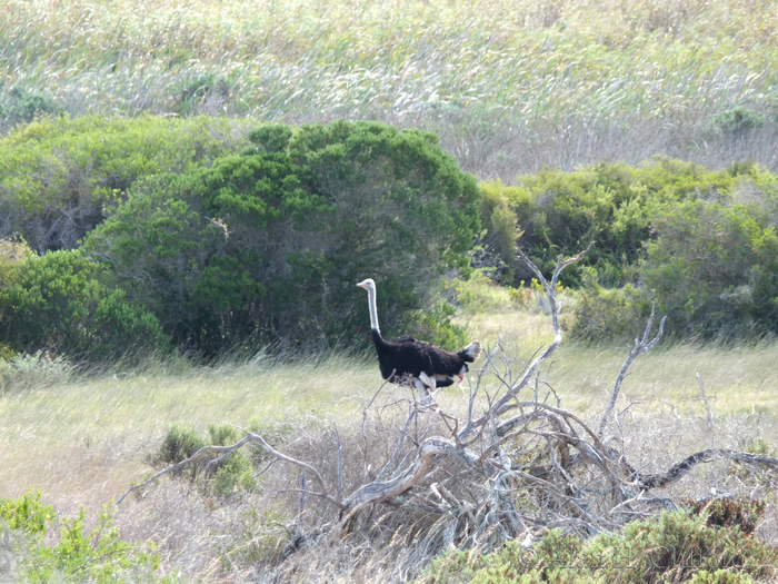 Ostrich