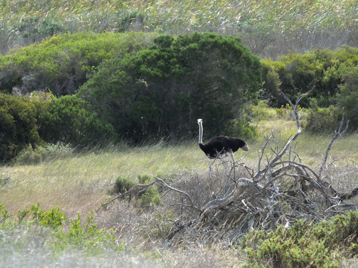 Ostrich