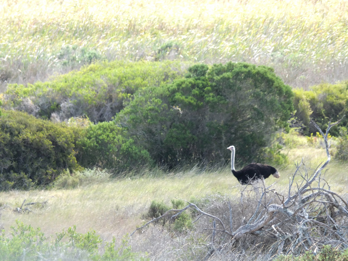 Ostrich