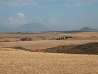 Wheat fields near the Berg River Bridge