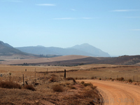 Wheat fields near the Berg River Bridge