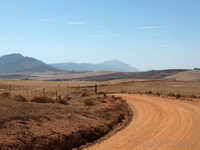 Wheat fields near the Berg River Bridge