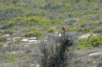 West Coast National Park