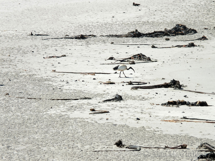 West Coast National Park