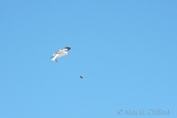 Bird dropping a mussel