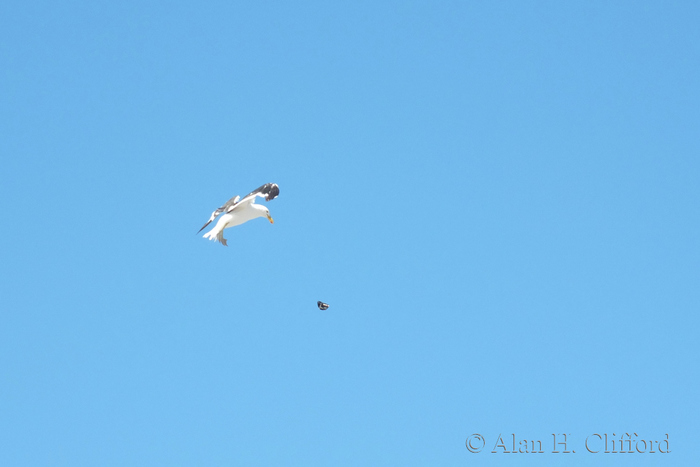 Bird dropping a mussel