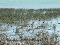 West Coast National Park