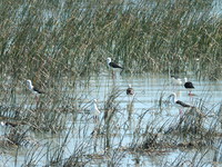 West Coast National Park