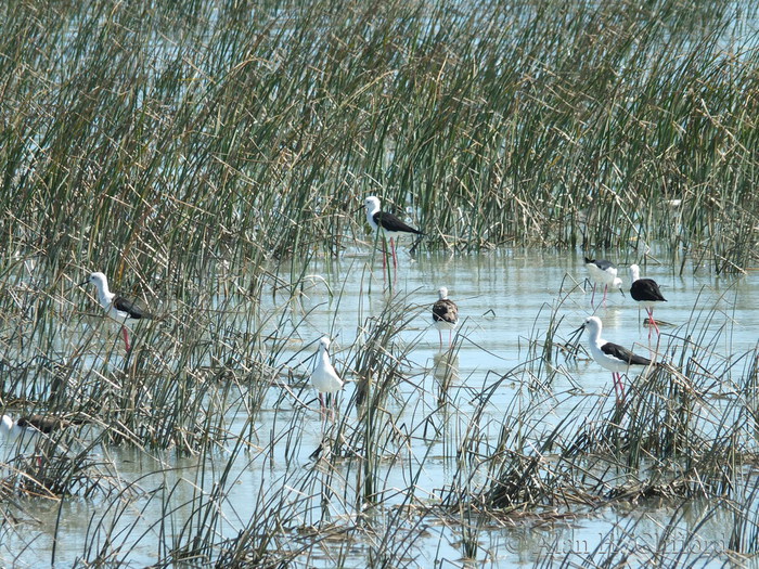 West Coast National Park