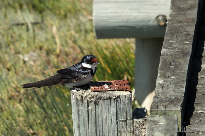 West Coast National Park