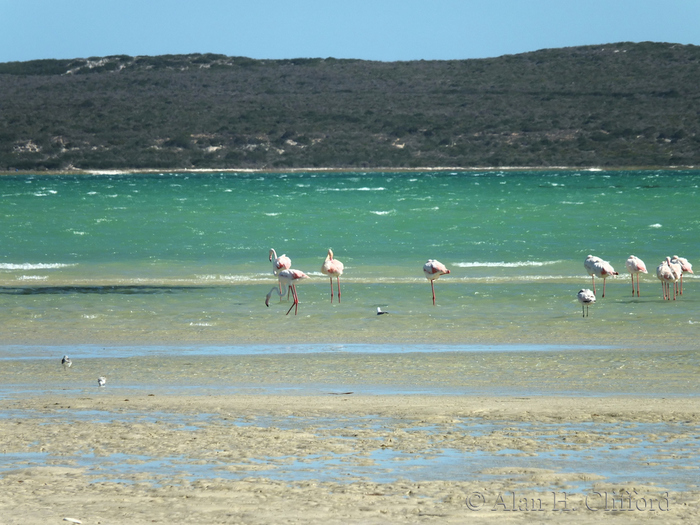 Flamingos