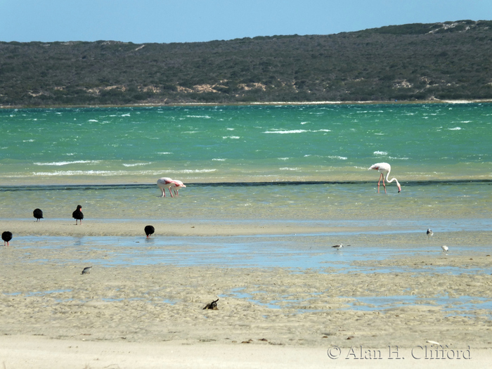 Flamingos