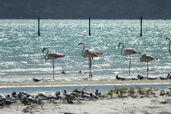 Flamingos