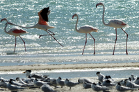 Flamingos