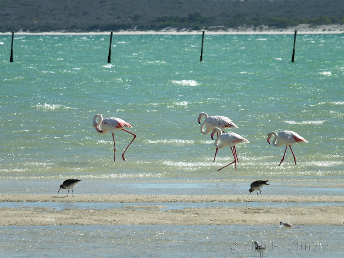 Flamingos