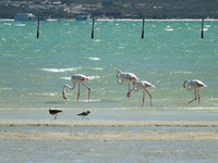 Flamingos