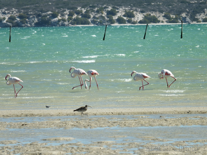 Flamingos