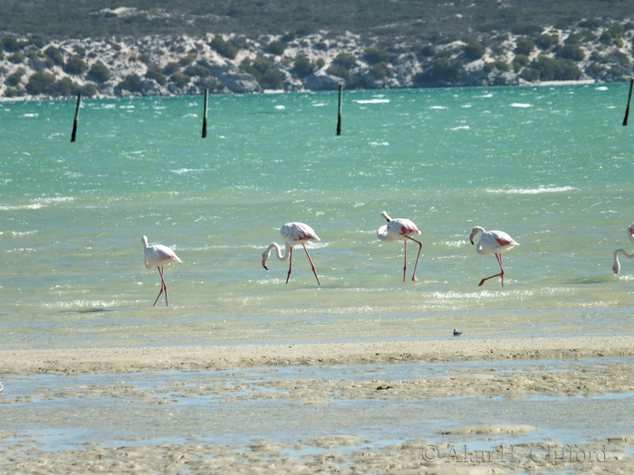 Flamingos