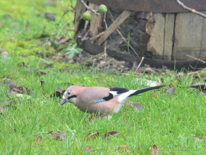 Jay in the garden