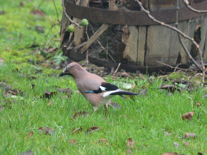 Jay in the garden