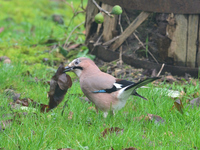 Jay in the garden