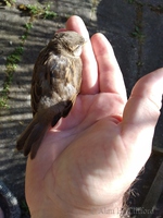 Sparrow flew into a window