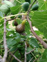 Figs in the garden