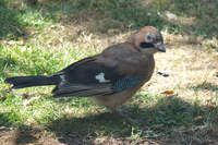 Jay in the garden