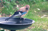 Jay in the garden