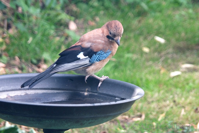 Jay in the garden