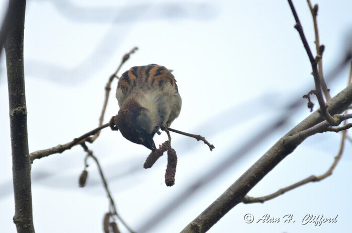 Sparrow