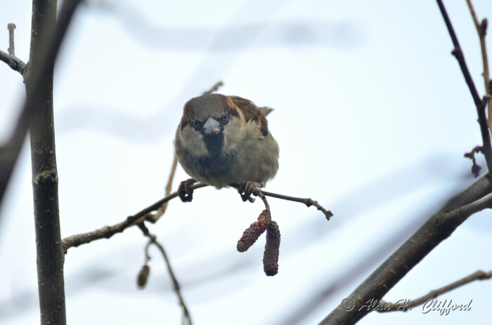 Sparrow