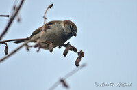 Sparrow