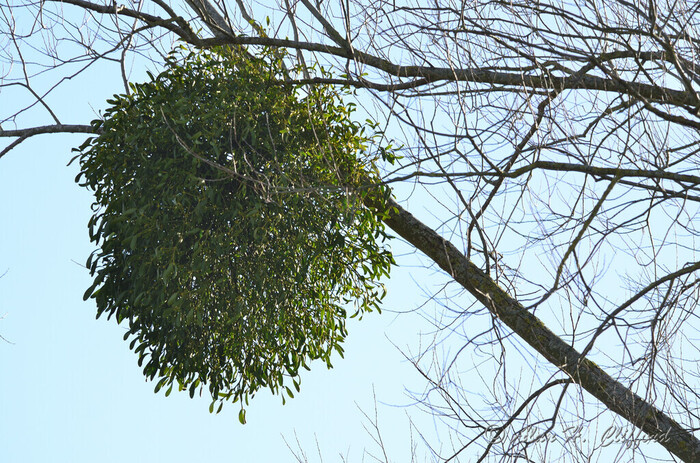 Mistletoe