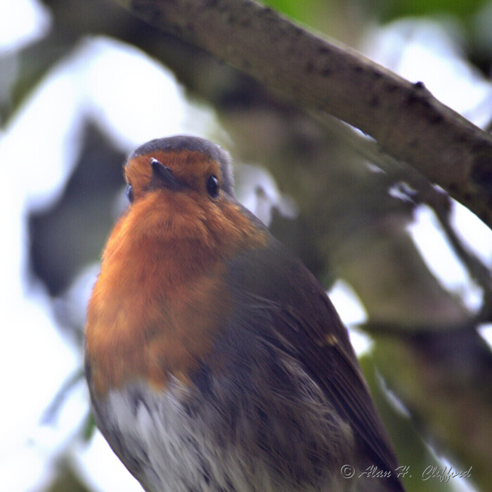 Robin