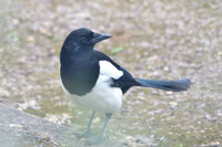 Magpie