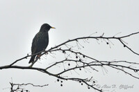 Starling