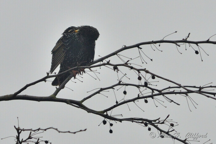 Starling