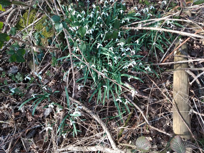 Snowdrops