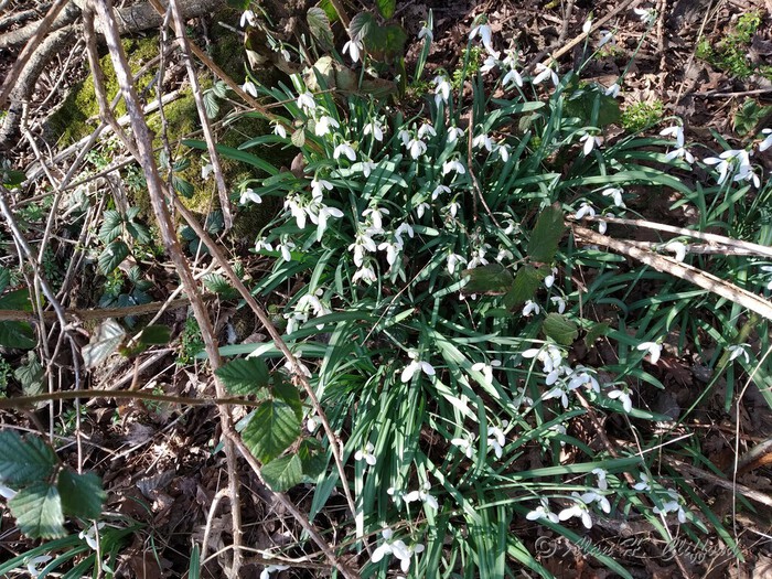 Snowdrops